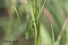 Atrachelacris