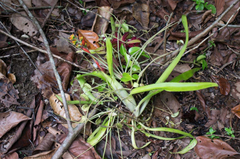 Aechmea mertensii