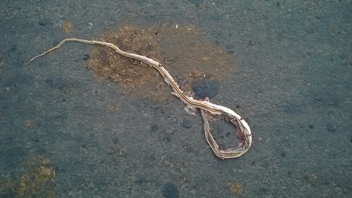 Pakistan Sand Racer, Psammophis leithii