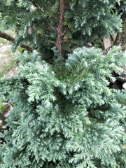 Chamaecyparis pisifera