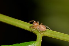 Prostheclina pallida