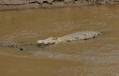Crocodylus niloticus africanus