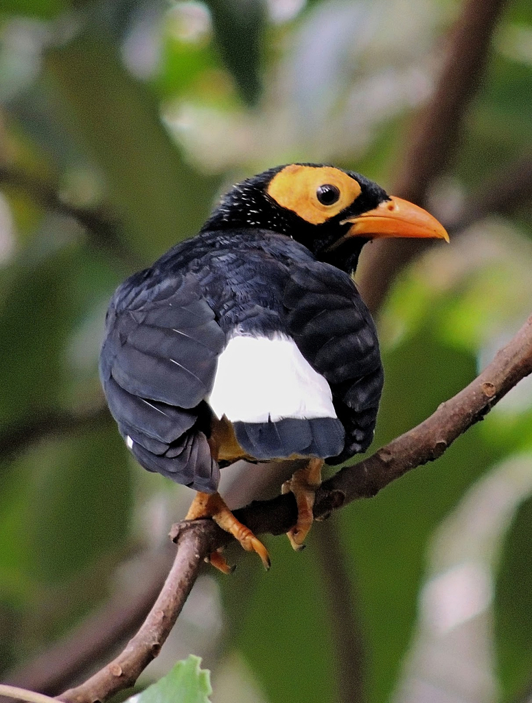 Yellow-faced Myna (Mino dumontii) photo