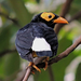 Yellow-faced Myna - Photo (c) brian fisher, some rights reserved (CC BY-NC), uploaded by brian fisher