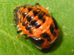 Aiolocaria hexaspilota