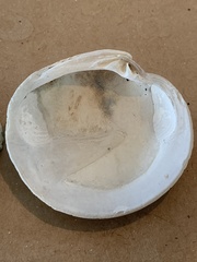 Dosinia exoleta