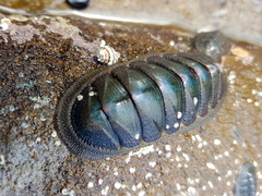 Ischnochiton australis