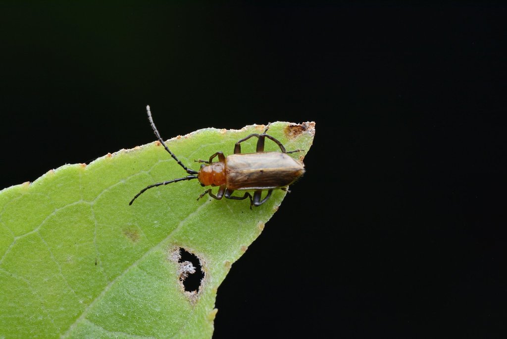 Haplosomoides abdominalis