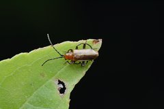 Haplosomoides abdominalis