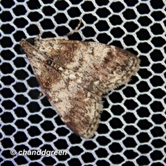 Salma ridiculalis
