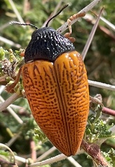 Sternocera hildebrandti