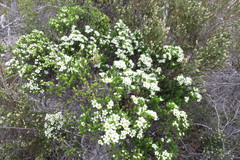 Diosma aspalathoides