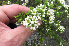 Diosma aspalathoides