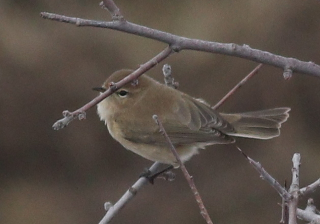 Mountain Chiffchaff