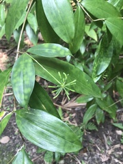 Dracaena surculosa