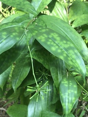 Dracaena surculosa