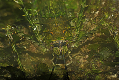 Phricta zwicka