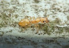 Gesomyrmex howardi
