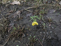 Gymnospermium altaicum
