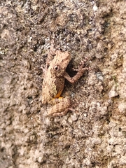 Scinax