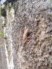 Scinax