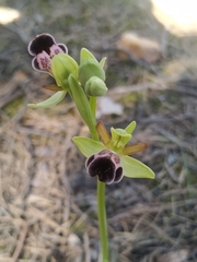 Ophrys omegaifera dyris