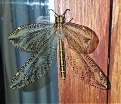 Palparini