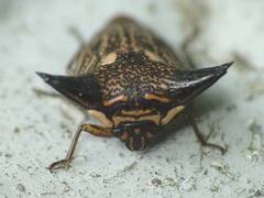 Alcimocoris coronatus