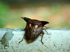 Alcimocoris coronatus