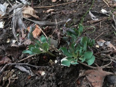 Corydalis ledebouriana