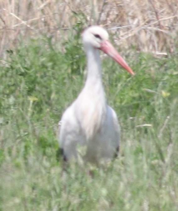 White Stork
