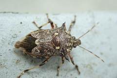 Eocanthecona furcellata