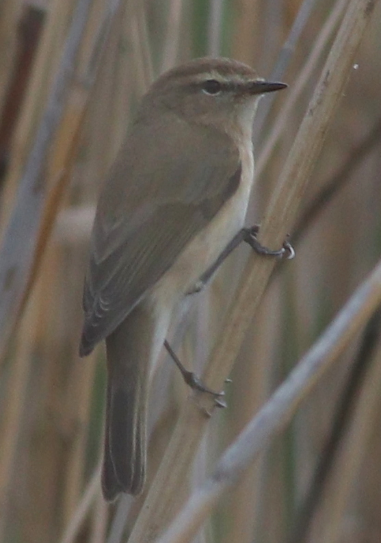 Mountain Chiffchaff