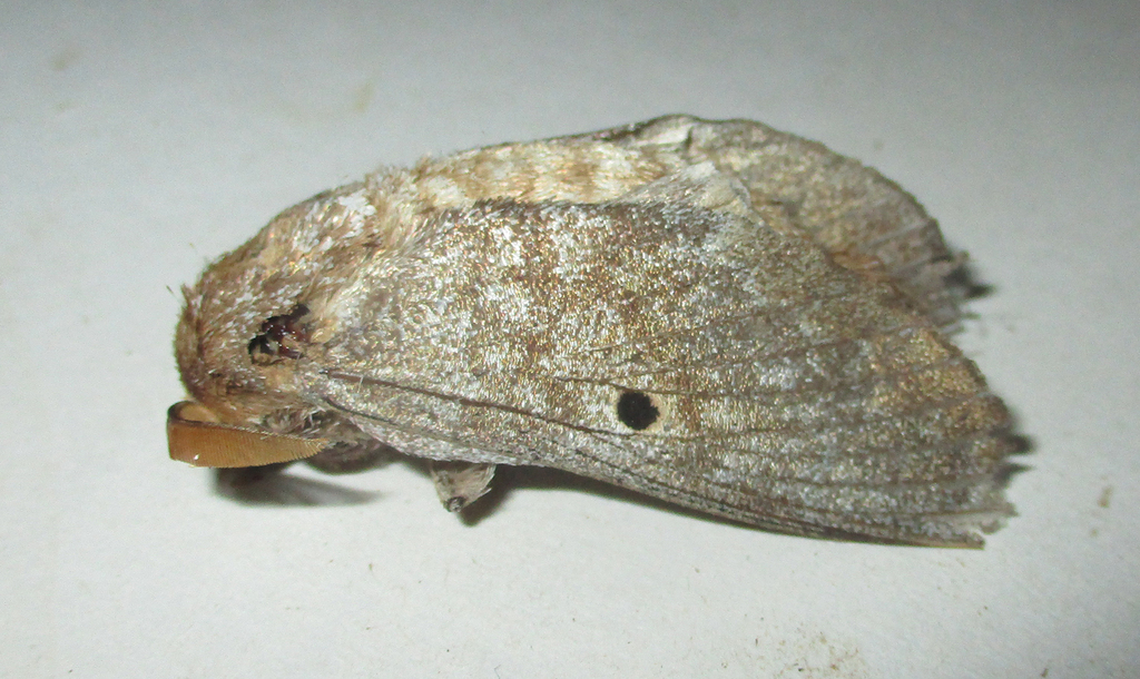 Gastroplakaeis