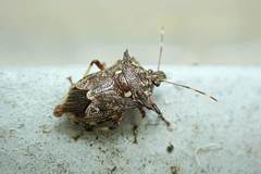 Eocanthecona furcellata