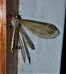 Palparini