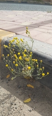 Senecio glaucus