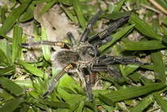 Grammostola pulchripes