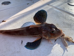 Chelidonichthys lucerna