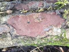 Hypoxylon rubiginosum