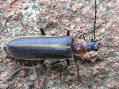 Hatchiana