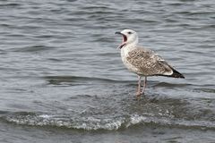 Larus marinus