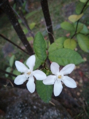Wrightia