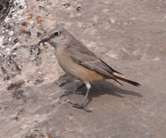 Oenanthe chrysopygia
