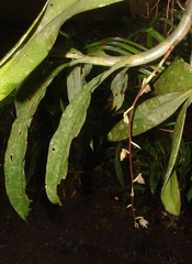 Cycnoches egertonianum