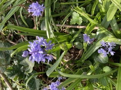 Scilla bifolia