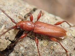 Allotraeus rufescens