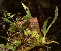 Bulbophyllum pachyrachis