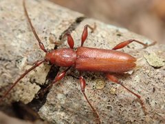 Allotraeus rufescens