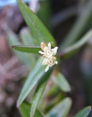 Epidendrum strobiliferum